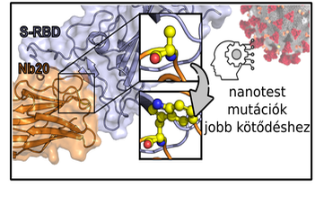 Új vírusellenes szert terveztek MI segítségével kollégáink